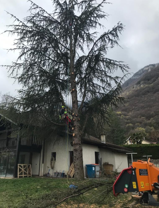 Abattage Dernière Branche élagage