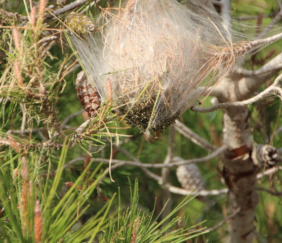 Chenilles processionnaires Dernière Branche élagage